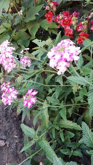 Вербена однолетняя. смотреть онлайн