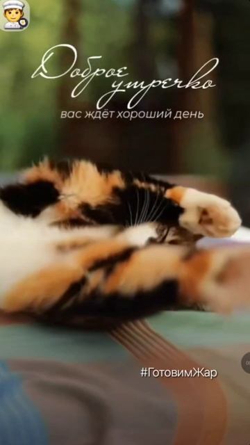 Доброе утро #утро #рек #рекомендации #музыка #весело #кот #лайк #яппт смотреть онлайн
