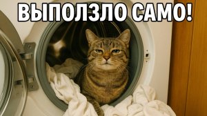 Смех до слёз: лучшие приколы №203