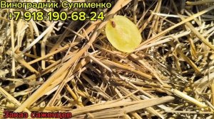 Белоснежка! Очень ранний мускат!