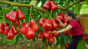 Собираю много сочных розовых яблок. Продаю их на рынке. Жизнь во Вьетнаме. Тиеу Тхань