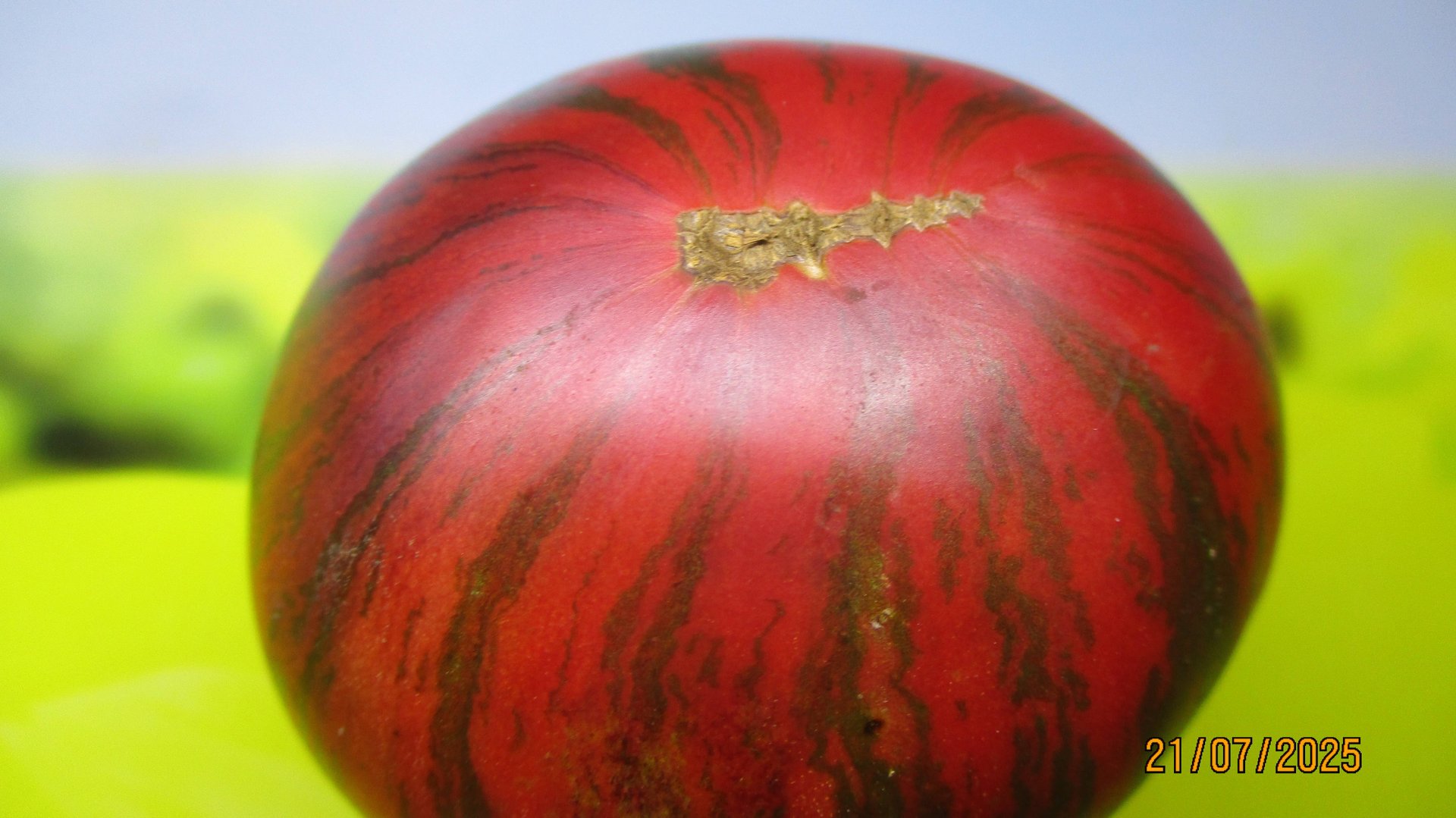 В 2025 году я вырастила 45 новых сортов томатов! Часть 1. Томатный Гном Лепрекон Гоша. №900-32. смотреть онлайн