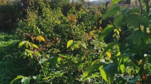 ПОДГОТОВКА И ОБРЕЗКА  РОЗ к ЗИМЕ. КАК ЭТО ДЕЛАЮ Я. МОЙ ОПЫТ #розы #розыобрезка #подготовкарозкзиме