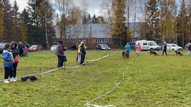 ПОДРОСТКИ СУКИ / КЧК ТВЕРЬ 12 октября`25 Т.Шишкина Моно немецких овчарок смотреть онлайн