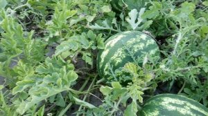 Арбузы на пленке. Сезон 2022. Нижегородская область.