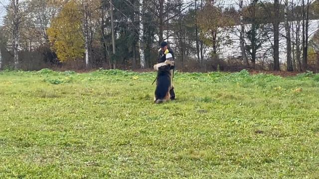 1 Оч/хор ГРИГОРИЙ из Смоленской Крепости +++ №60. ТВЕРЬ 12 октября`25 Моно немецких овчарок смотреть онлайн