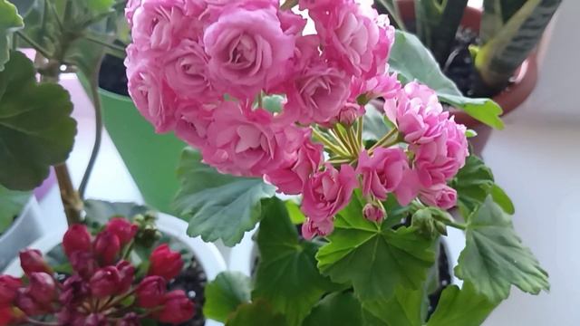 Ошибки при выращивании Пеларгонии смотреть онлайн