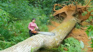 Распиливаю большие брёвна бензопилой на продажу. Использую ветки в качестве дров. Жизнь во Вьетнаме