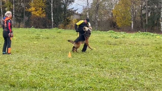 1 Оч/хор HACKER aus Breitscheid +++ №14. ТВЕРЬ 12 октября`25 Моно немецких овчарок смотреть онлайн