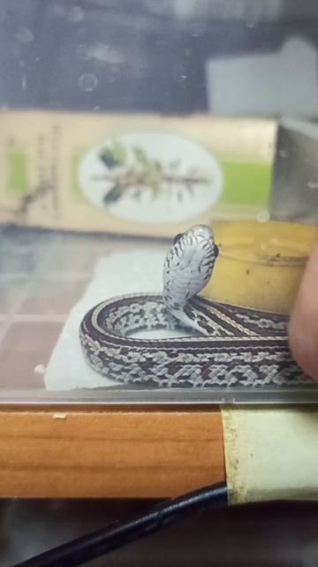 Малыш маисового полоза номер СЕМЬ. Продаётся! смотреть онлайн