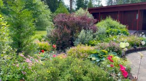 Садовые разочарования. Возможные причины отказа от садовых растений.