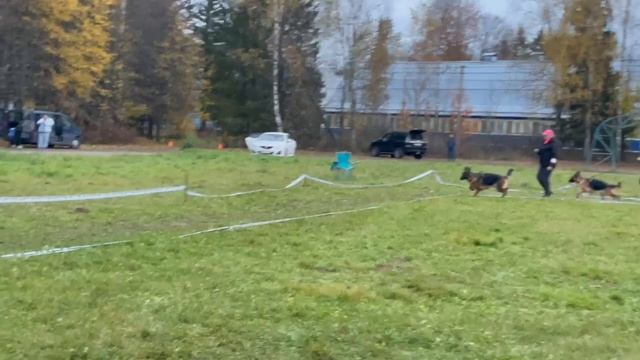 РАБОЧИЙ СУКИ / КЧК ТВЕРЬ 12 октября`25 Т.Шишкина Моно немецких овчарок смотреть онлайн