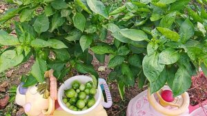 Миска, зеленых помидоров