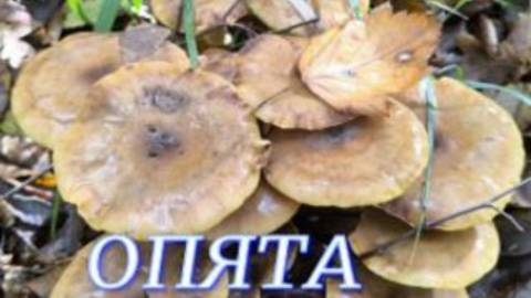 №1133/ В КРАСИВЫЙ лес по ГРИБОЧКИ.( Опята)