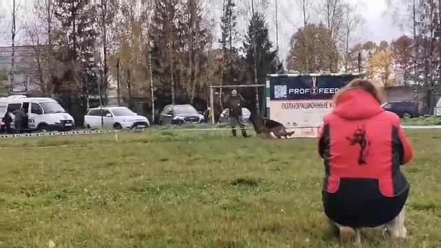 ВЕТЕРАНЫ КОБЕЛИ / КЧК ТВЕРЬ 12 октября`25 Т.Шишкина Моно немецких овчарок смотреть онлайн