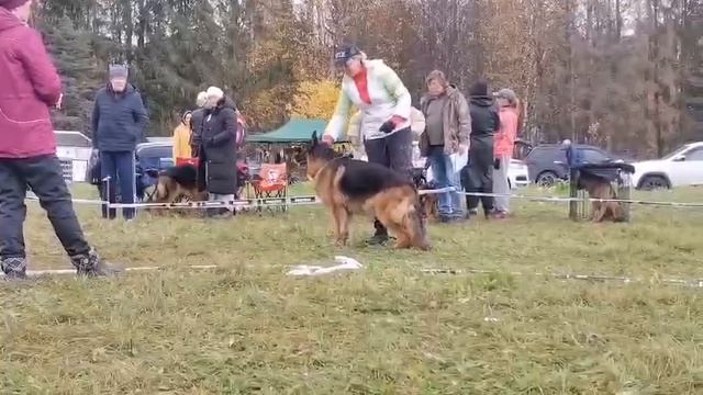 ВЕТЕРАНЫ КОБЕЛИ / КЧК ТВЕРЬ 12 октября`25 Т.Шишкина Моно немецких овчарок смотреть онлайн