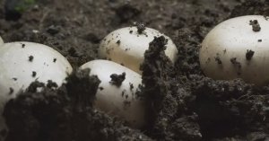 Как растут грибы. Шампиньоны