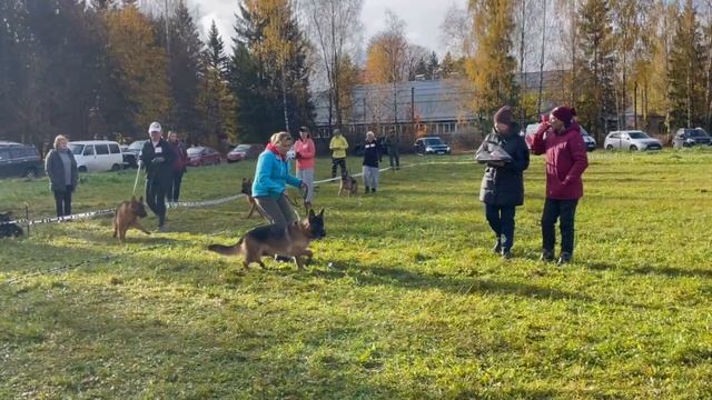 ПОДРОСТКИ СУКИ / КЧК ТВЕРЬ 12 октября`25 Т.Шишкина Моно немецких овчарок смотреть онлайн