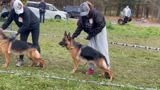 МОЛОДЫЕ СУКИ / КЧК ТВЕРЬ 12 октября`25 Т.Шишкина Моно немецких овчарок смотреть онлайн