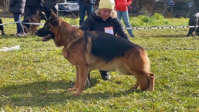 2 Отл. СС Team Bulle Hof ESKO +++ №15. ТВЕРЬ 12 октября`25 Моно немецких овчарок смотреть онлайн