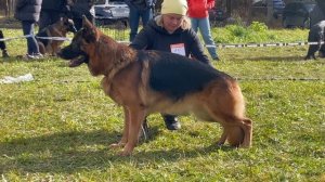 2 Отл. СС Team Bulle Hof ESKO +++ №15. ТВЕРЬ 12 октября`25 Моно немецких овчарок