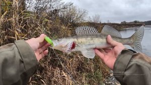 ОСЕННИЙ ЖОР. ЩУКА и СУДАК НА СПИННИНГ с берега