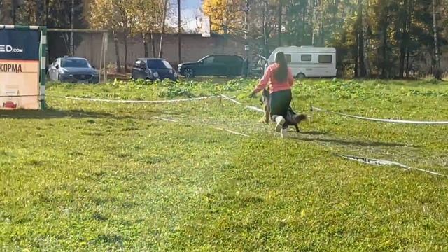 2 Отл. СС Оберлауф УРУЗ +++ №62. ТВЕРЬ 12 октября`25 Моно немецких овчарок смотреть онлайн