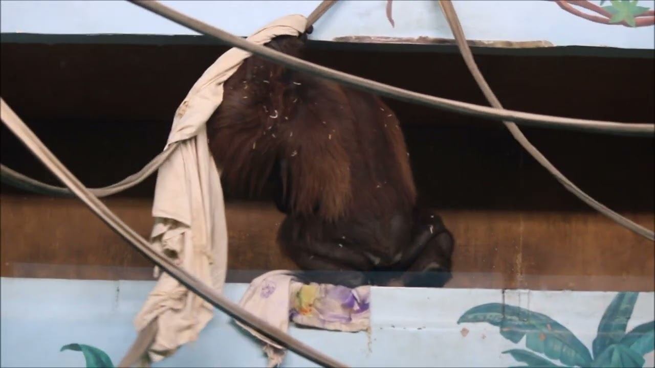 Орангутаны Бату и Мишель перед завтраком 22.10.2025 смотреть онлайн