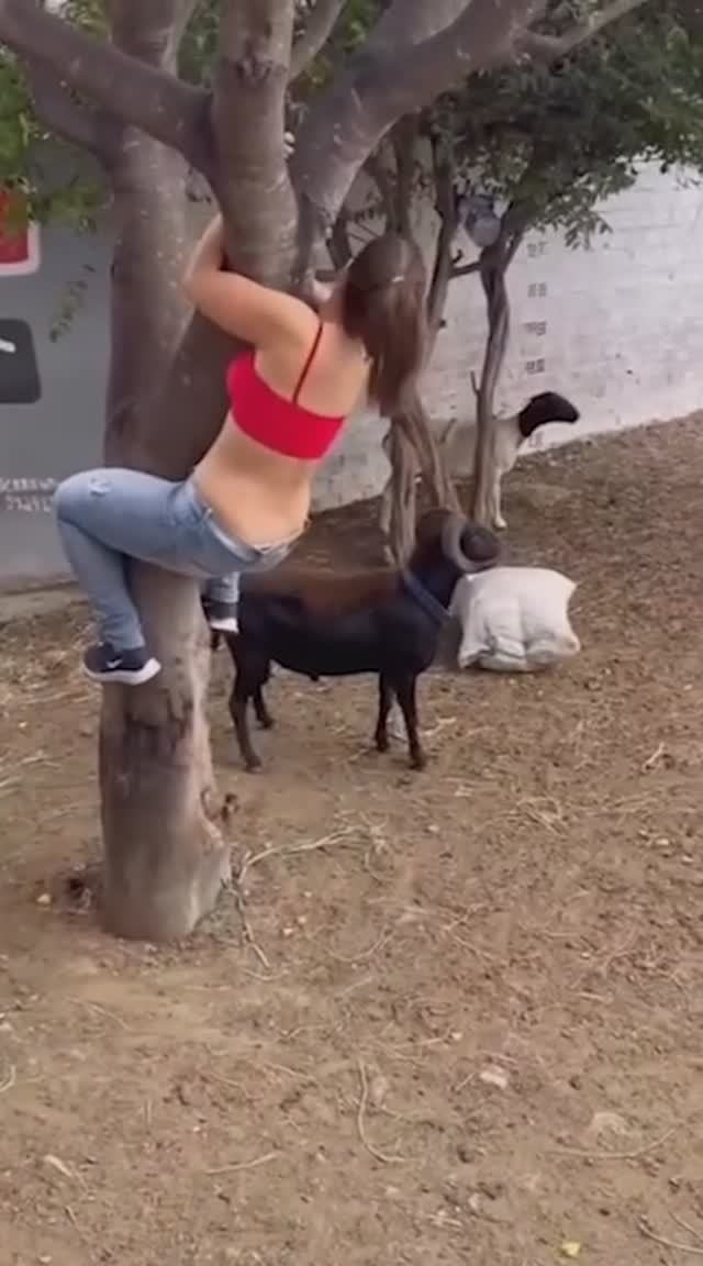 Живой шашлык.... #шок #испуг #ужас #кошмар #страх #баран #шашлык #бадается #нервы #страшно смотреть онлайн