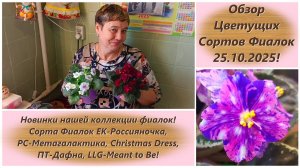 Обзор Цветущих Сортов Фиалок 25.10.2025! Новинки нашей коллекции фиалок!