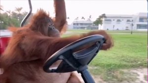 Поздравляю с Днём Автомобилиста