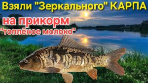 🔥Ночной Зеркальный КАРП ⚡️ на прикорм ТОПЛЁНОЕ МОЛОКО 🔥 рыбачим на «платнике» Осенью - 2025 !!!