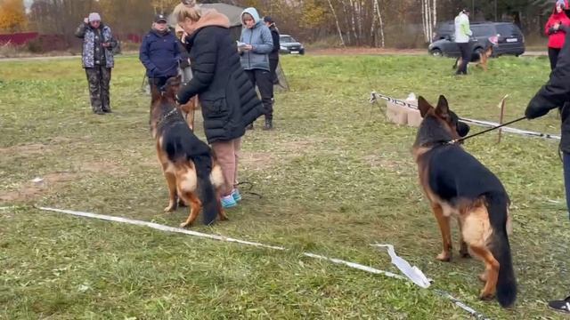 МОЛОДЫЕ КОБЕЛИ / КЧК ТВЕРЬ 12 октября`25 Т.Шишкина Моно немецких овчарок смотреть онлайн