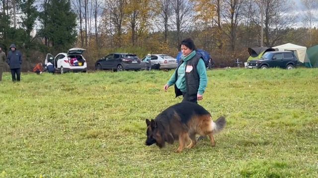 1 Оч/хор ГРИГОРИЙ из Смоленской Крепости +++ №60. ТВЕРЬ 12 октября`25 Моно немецких овчарок смотреть онлайн