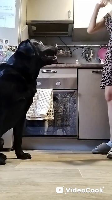 Лабрадор Декстер исполняет команды