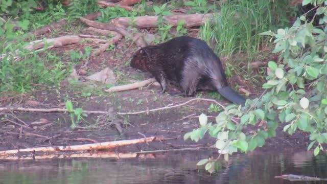 Бобр (вернее, бобриха) в воде и на берегу смотреть онлайн