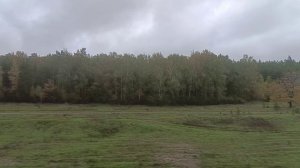Вид из окна поезда