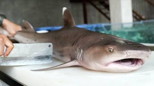 Вьетнамская уличная еда - ГИГАНТСКАЯ АКУЛА 10 КГ