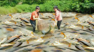 Ловлю карпов на продажу жителям деревни. Жизнь во Вьетнаме