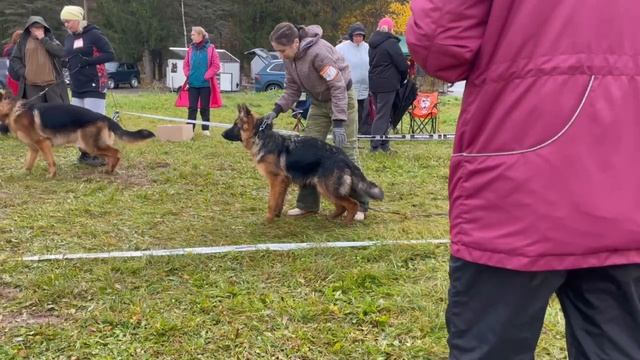 ЩЕНКИ СУКИ ДШ / КЧК ТВЕРЬ 12 октября`25 Т.Шишкина Моно немецких овчарок смотреть онлайн