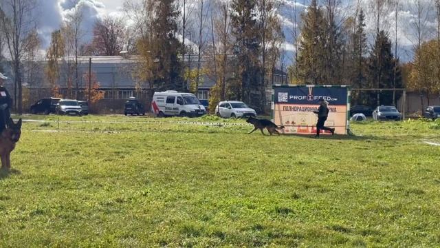 1 Оч/хор HACKER aus Breitscheid +++ №14. ТВЕРЬ 12 октября`25 Моно немецких овчарок смотреть онлайн