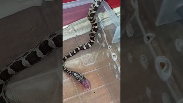 Кормление малыша маисового полоза номер ЧЕТЫРЕ. Продаётся! 24 октября 2025 г. смотреть онлайн