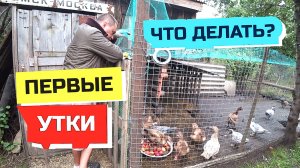 975 серия Влог ЧТО С НАШИМИ УТКАМИ? ЧЕМ КОРМИМ? КАК УХАЖИВАЕМ? Мускусные утки.