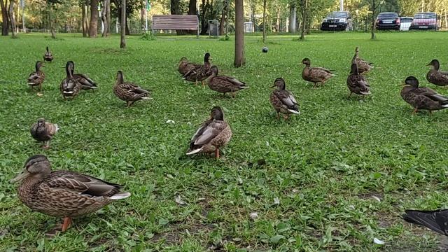 Ешь быстрее! Заберут сейчас !