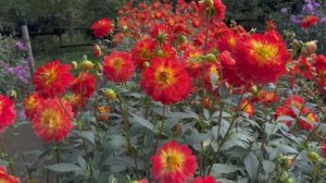 САДЫ ЯПОНИИ САД ГЕОРГИНОВ  В СВЯЩЕННЫХ ГОРАХ НА РАССВЕТЕ 2025