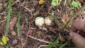 Грибное ассорти🤗