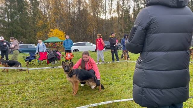 БЕБИ КОБЕЛИ ДШ / КЧК ТВЕРЬ 12 октября`25 Т.Шишкина Моно немецких овчарок смотреть онлайн