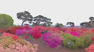 САДЫ ЯПОНИИ  ЦВЕТОЧНЫЙ ПАРК ХАМАМАЦУ 800-летнее дерево Азалии ,1,200-летнее дерево Глицинии