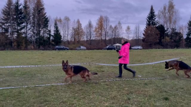 РАБОЧИЙ КОБЕЛИ / КЧК ТВЕРЬ 12 октября`25 Т.Шишкина Моно немецких овчарок смотреть онлайн