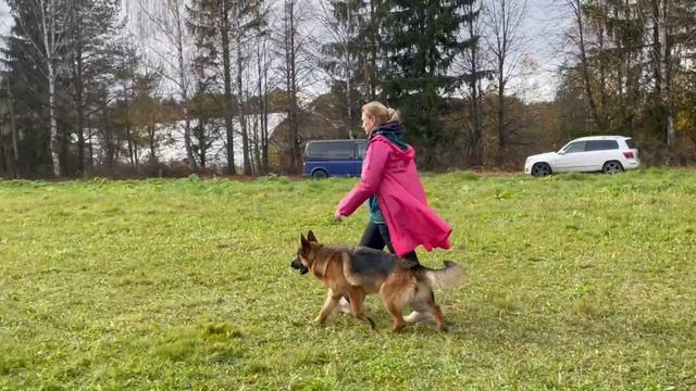 4 Отл. Toksenhof FINA +++ №50. ТВЕРЬ 12 октября`25 Моно немецких овчарок смотреть онлайн